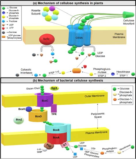 Image result for Cellulose Synthesis