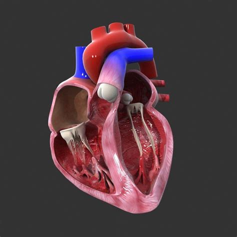 Bildergebnis für Anatomy of Heart Animation