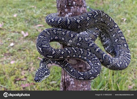Image result for Diamond Python Fun Facts