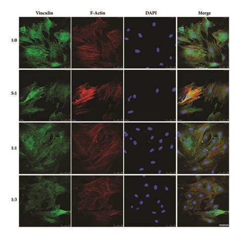 Focal Adhesion If 的图像结果