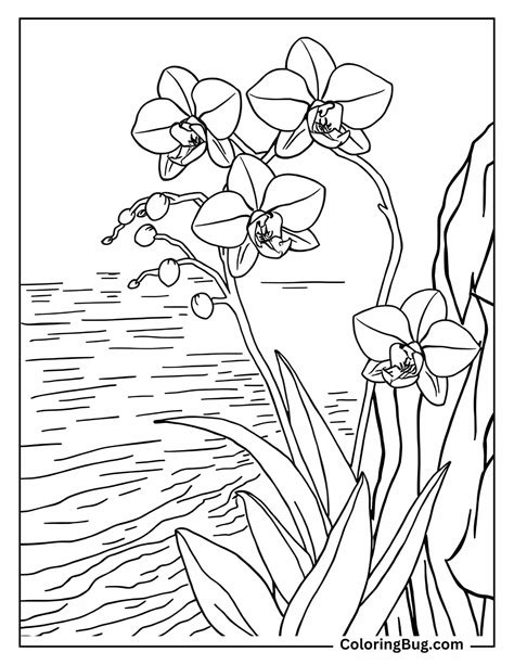 Image result for Orchid Flower Coloring Pages