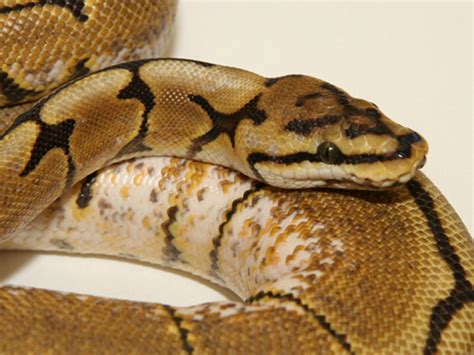 Image result for Python Morphs Spider