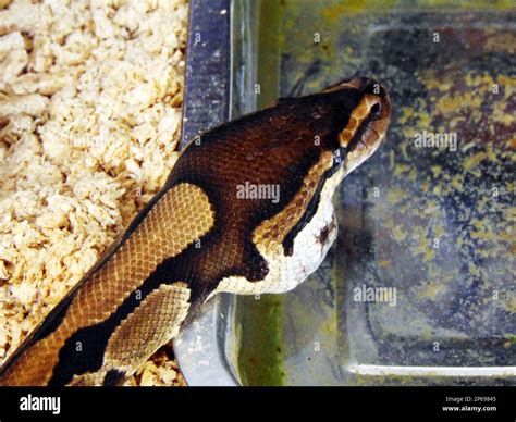 Image result for Random Numbers Inside a Python Snake