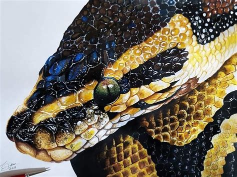 Image result for Ball Python Curled Up Drawing Face