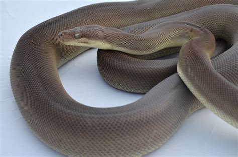 Image result for Olive Python Eating