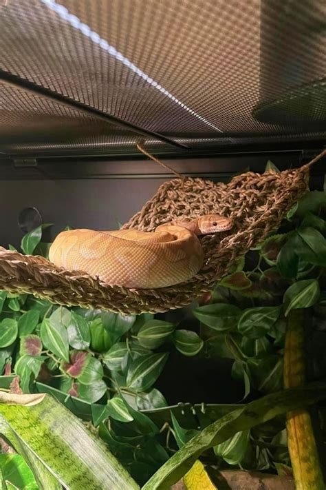 Image result for DIY Snake Rack Ball Python