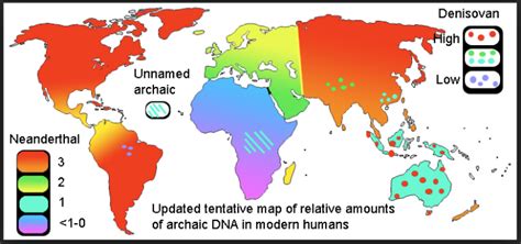 Image result for Neanderthal Evolution Chart