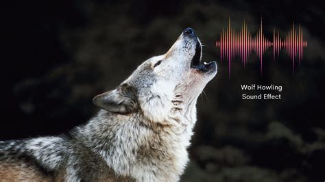 Image result for Wolves Howling Audio