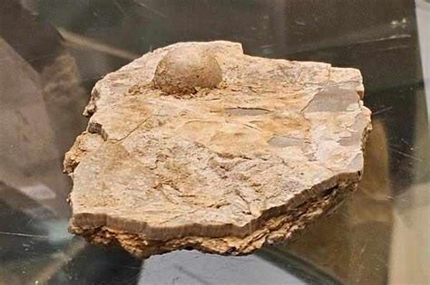 Image result for Fossil Pearl