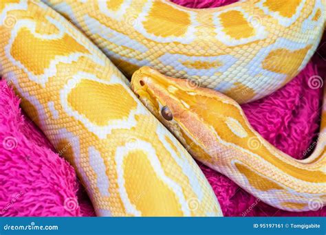 Image result for Python Snake Yellow and White
