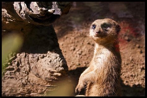 Image result for Timos Animal