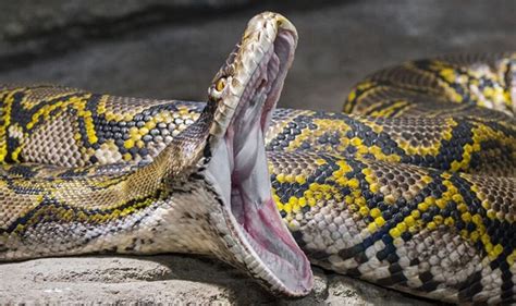 Image result for Scary Python Snake
