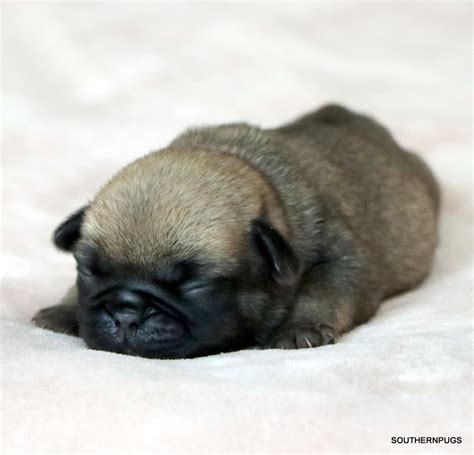 VIP Doby に対する画像結果