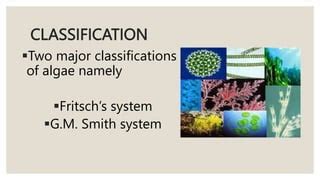 Image result for Classification System Algae