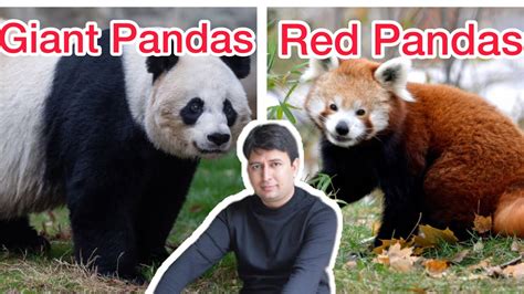 Red Panda vs Panda కోసం చిత్ర ఫలితం