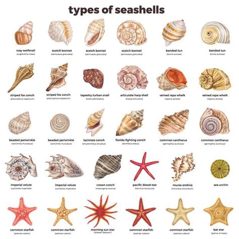 Afbeeldingsresultaten voor Types of Shell of Sea Animals