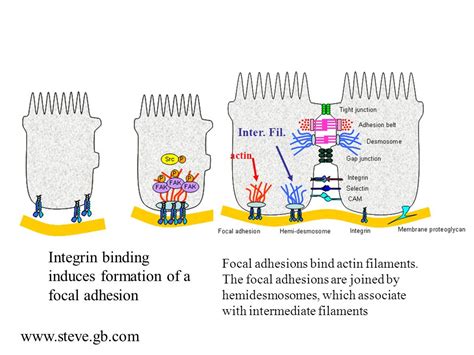 Afbeeldingsresultaten voor Focal Adhesion Simple Image