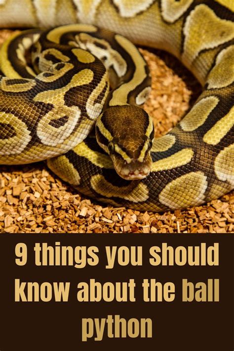 Image result for Ball Python Facts