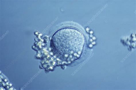 Egg Cell without a Microscope に対する画像結果