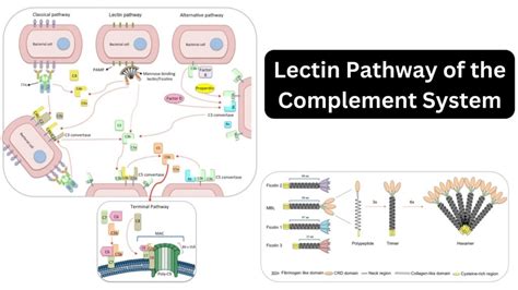 Toradh íomhá ar Classical Pathway Complement Activation Microscopy