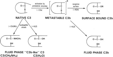 Image result for Thioester Hydrolysis Complement Cascade
