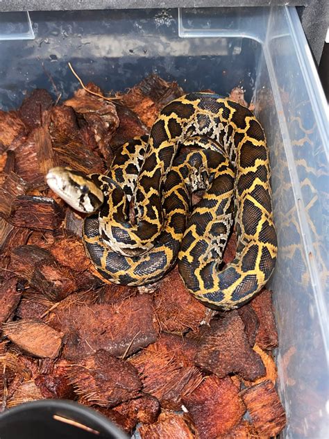 Image result for Burmese Python Metal Sculpture