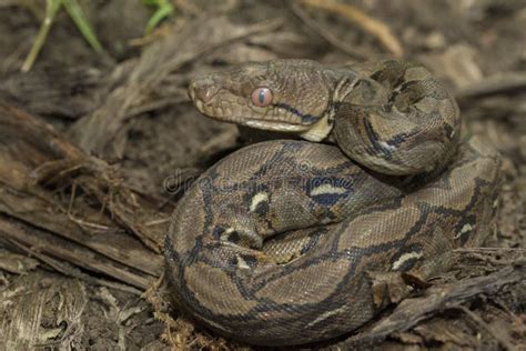 Image result for Baby Reticulated Python
