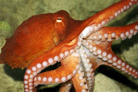 Image result for Octopus Emoji