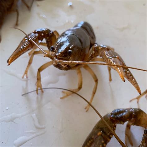 Image result for Crawdad Hole Fishing