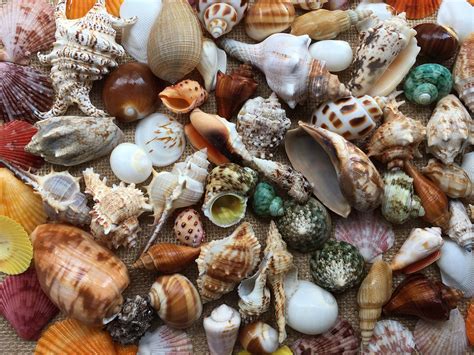Image result for Sea Shell Animals