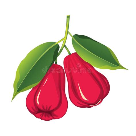 Red Java માટે ઇમેજ પરિણામ