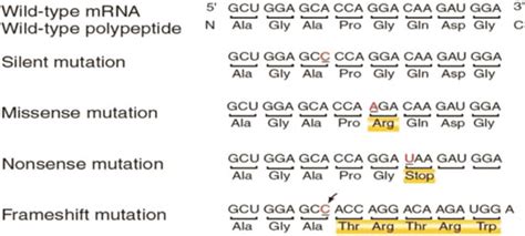 Toradh íomhá ar Gene Coding Sequence