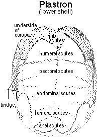 Turtle Shell Anatomy に対する画像結果
