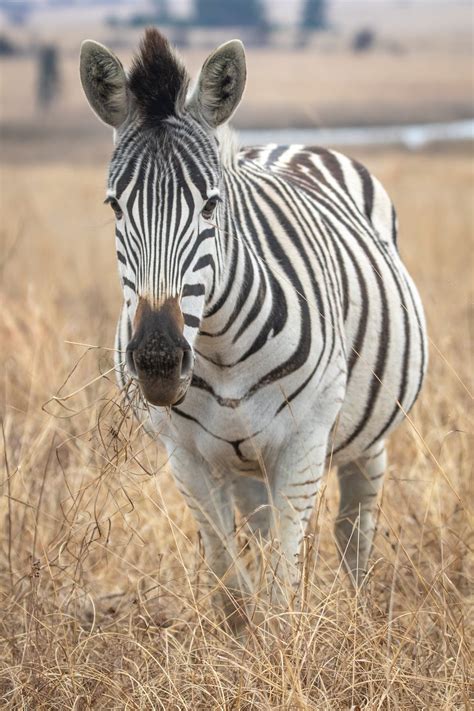 Image result for Zebra Gamer Kevin