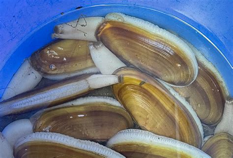 Image result for Clam Set Up