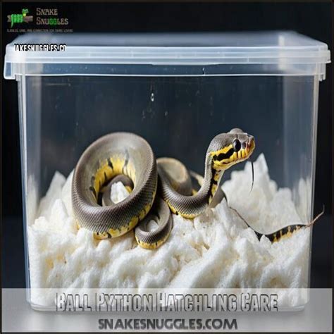 Image result for Ball Python Reproduction