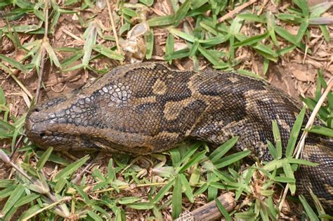 African Rock Python Eats에 대한 이미지 결과