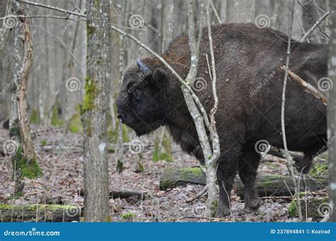 Grootste Bizon に対する画像結果