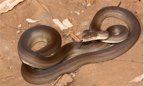 Image result for Olive Python Teeth