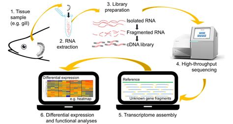 Toradh íomhá ar Transcriptomics RNA-Seq