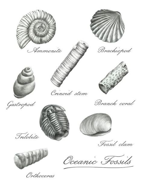 Image result for Shell Fossil Drawing