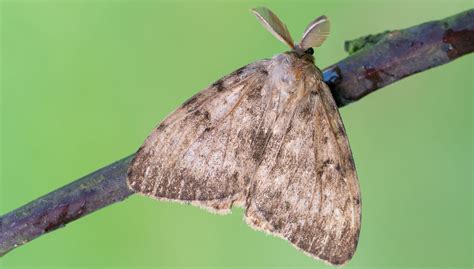 Gypsy Moth in Canada に対する画像結果