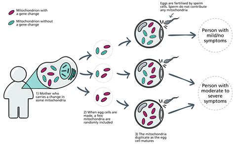 Toradh íomhá ar Mitochondrial Inheritance Pattern