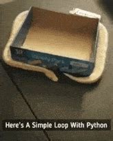 Image result for Python Spam Animated GIF
