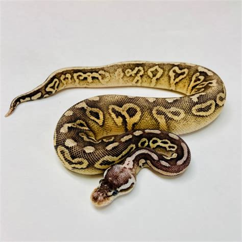 Toradh íomhá ar Bongo Leopard Female Ball Python