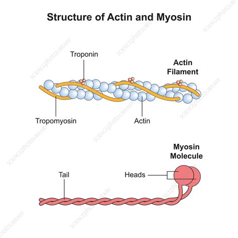 Toradh íomhá ar Structure of Actin and Myosin