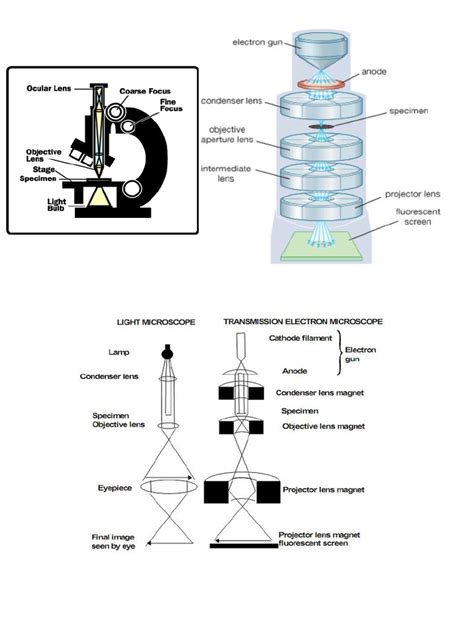 Les Type De Microscope に対する画像結果