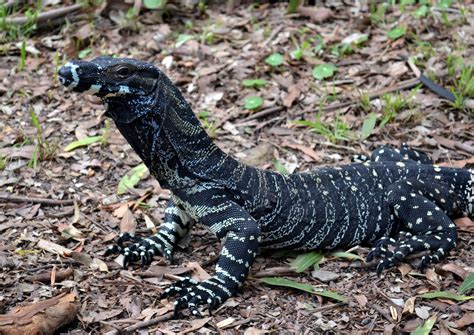 Image result for Australian Monitor Lizard