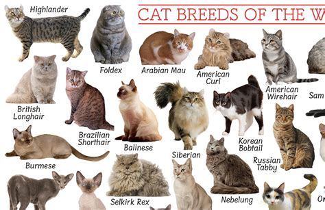 Different Types of Cats に対する画像結果