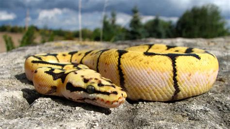 Image result for Ball Python Rbite